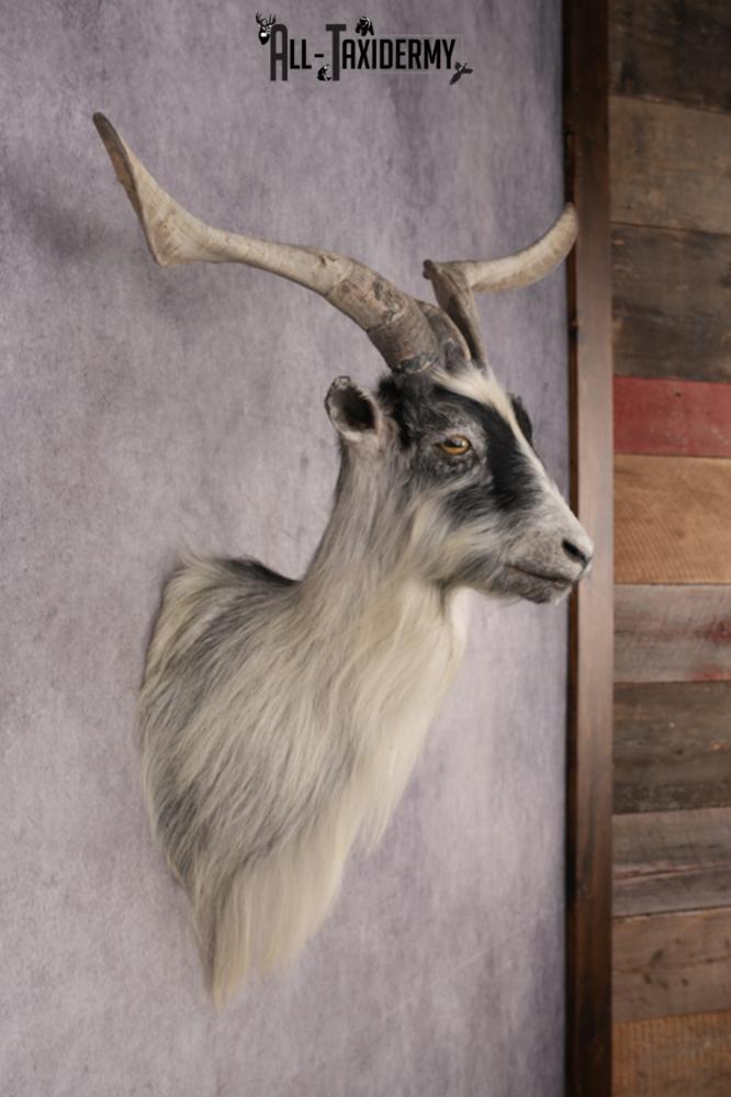 Goat Shoulder Mount SKU 3166 - Image 5