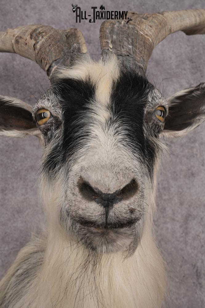 Goat Shoulder Mount SKU 3166 - Image 4