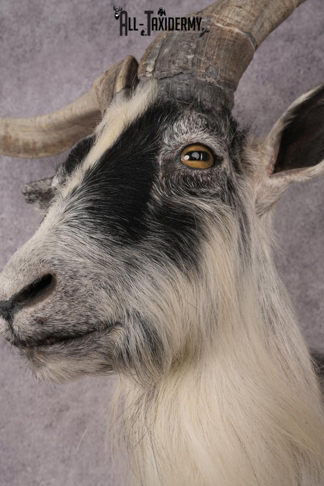 Goat Shoulder Mount SKU 3166 - Image 3