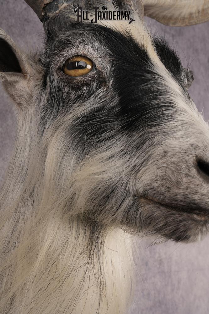 Goat Shoulder Mount SKU 3166 - Image 2