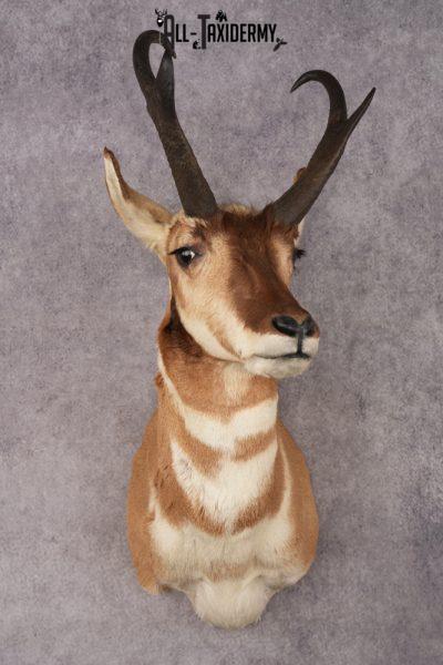 Pronghorn Antelope Shoulder Mount SKU 3183