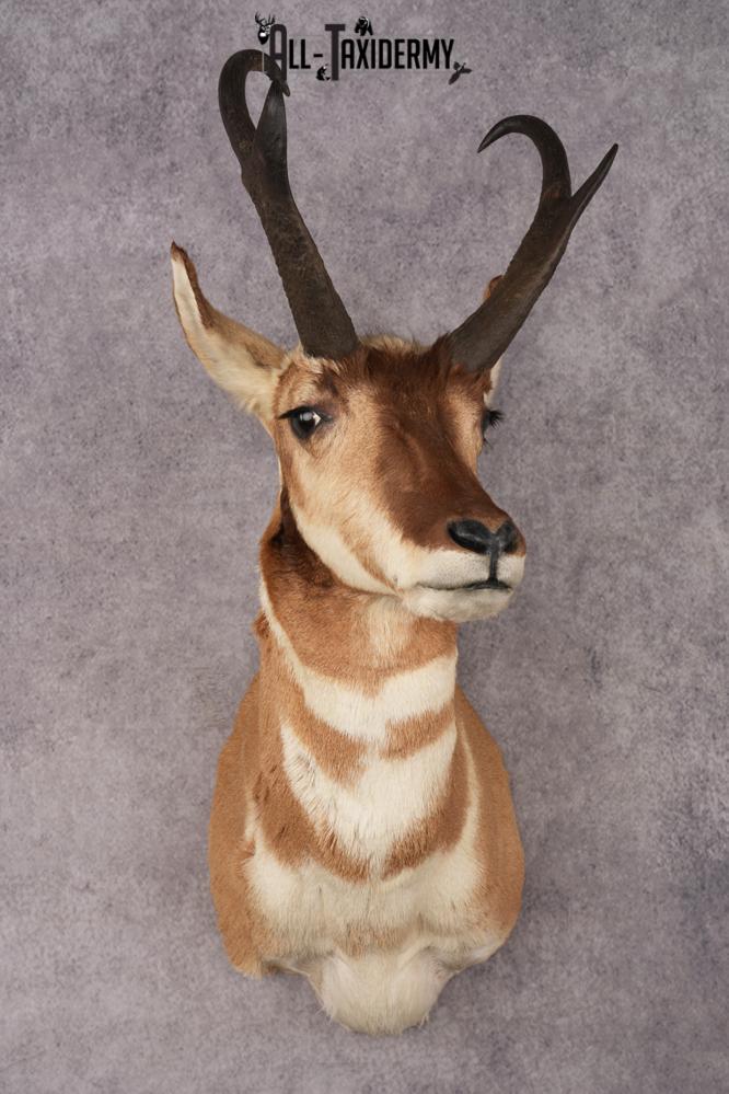 Pronghorn Antelope Shoulder Mount SKU 3183