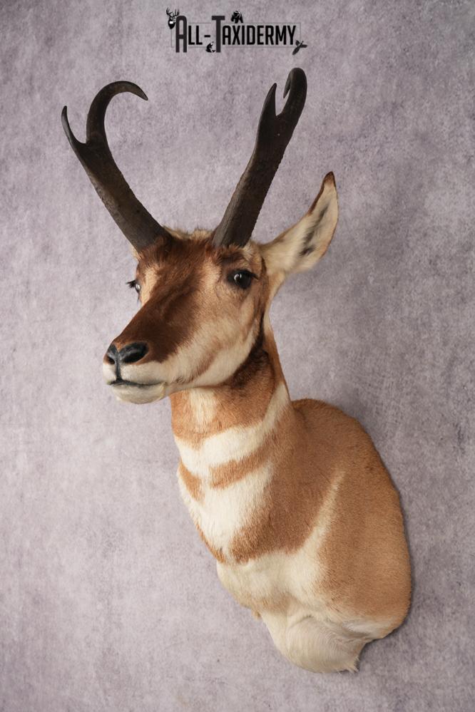 Pronghorn Shoulder Mount