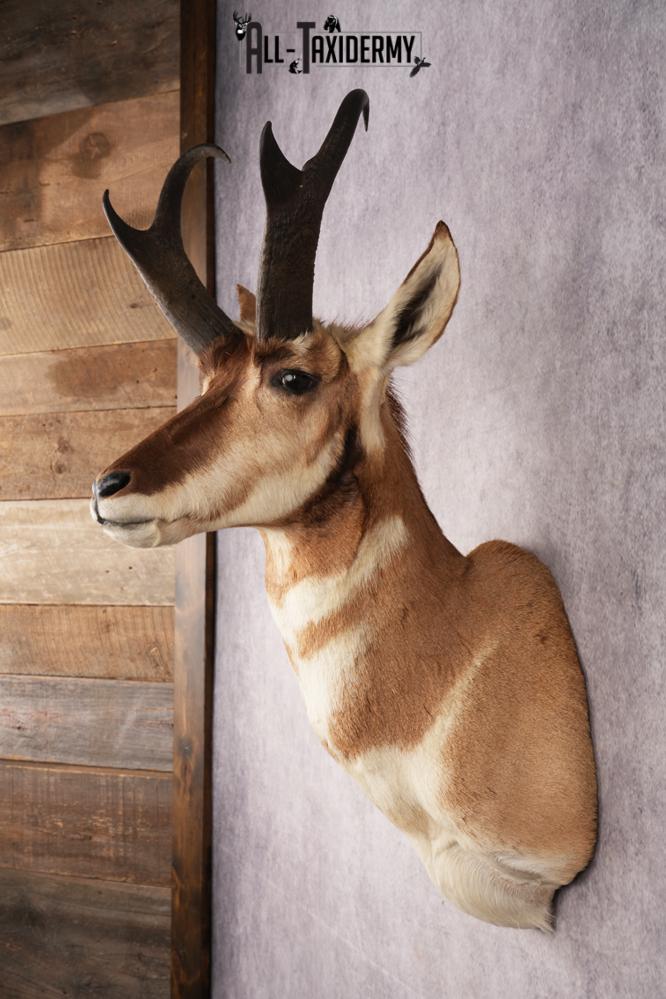 Pronghorn Antelope Shoulder Mount SKU 3183 - Image 7