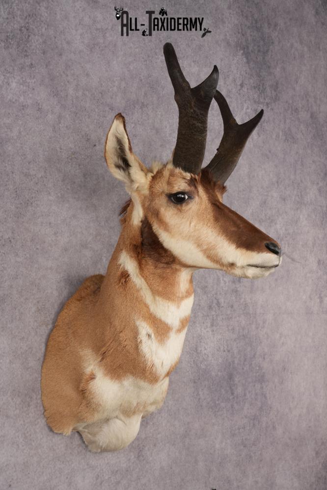 Pronghorn Antelope Shoulder Mount SKU 3183 - Image 6