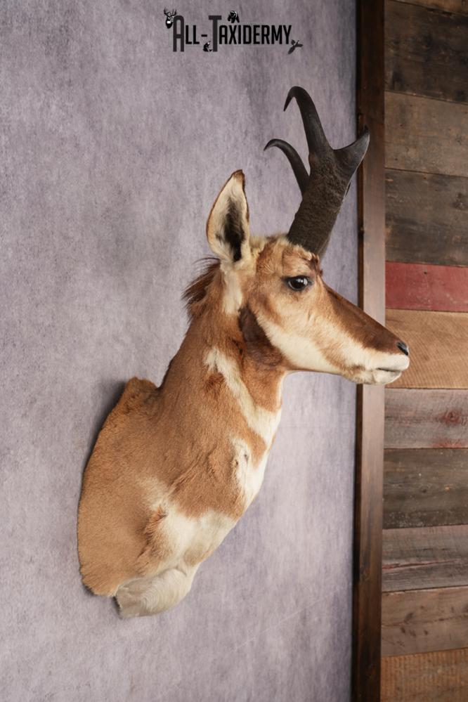 Pronghorn Shoulder Mount