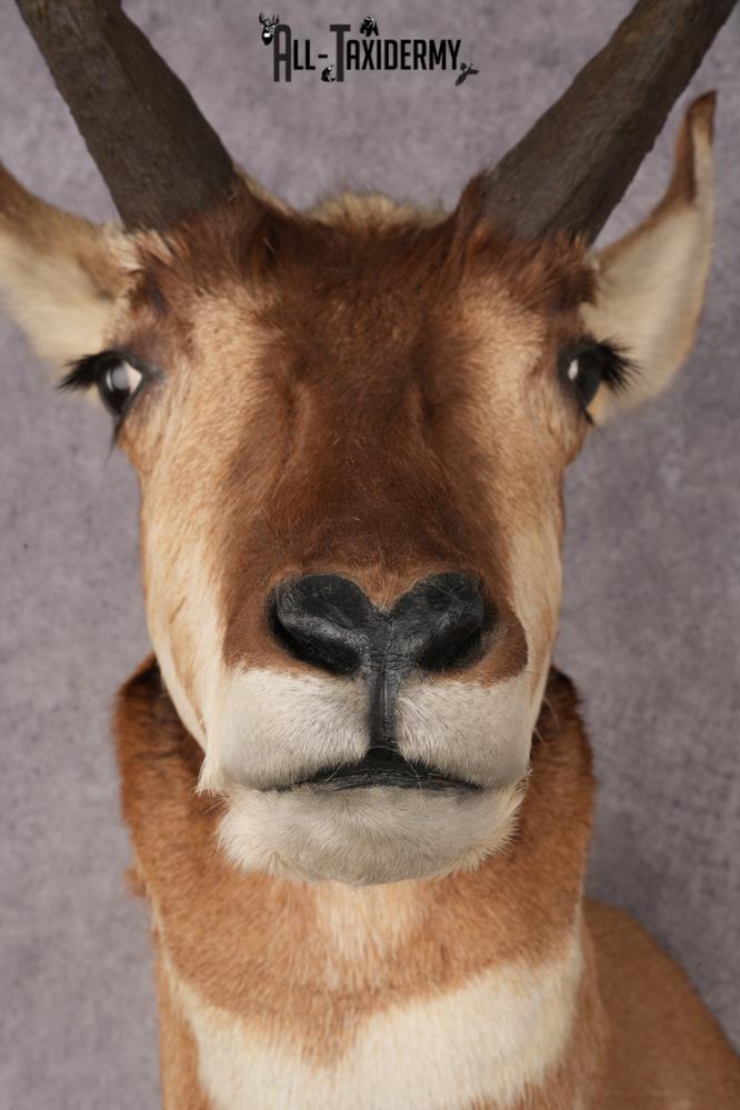 Pronghorn Antelope Shoulder Mount SKU 3183 - Image 4