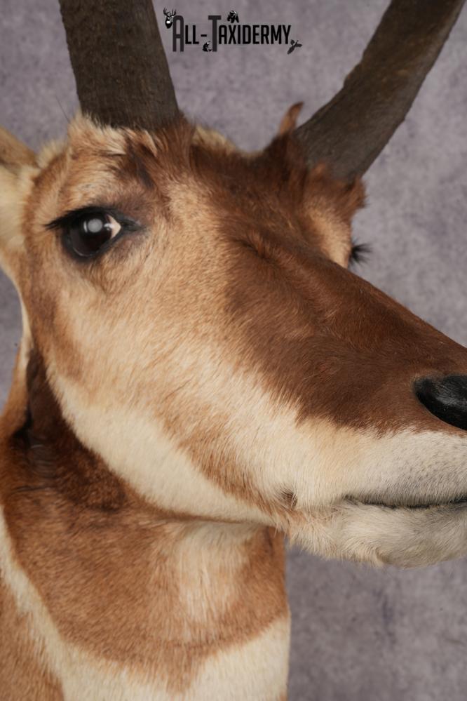 Pronghorn Antelope Shoulder Mount SKU 3183 - Image 3