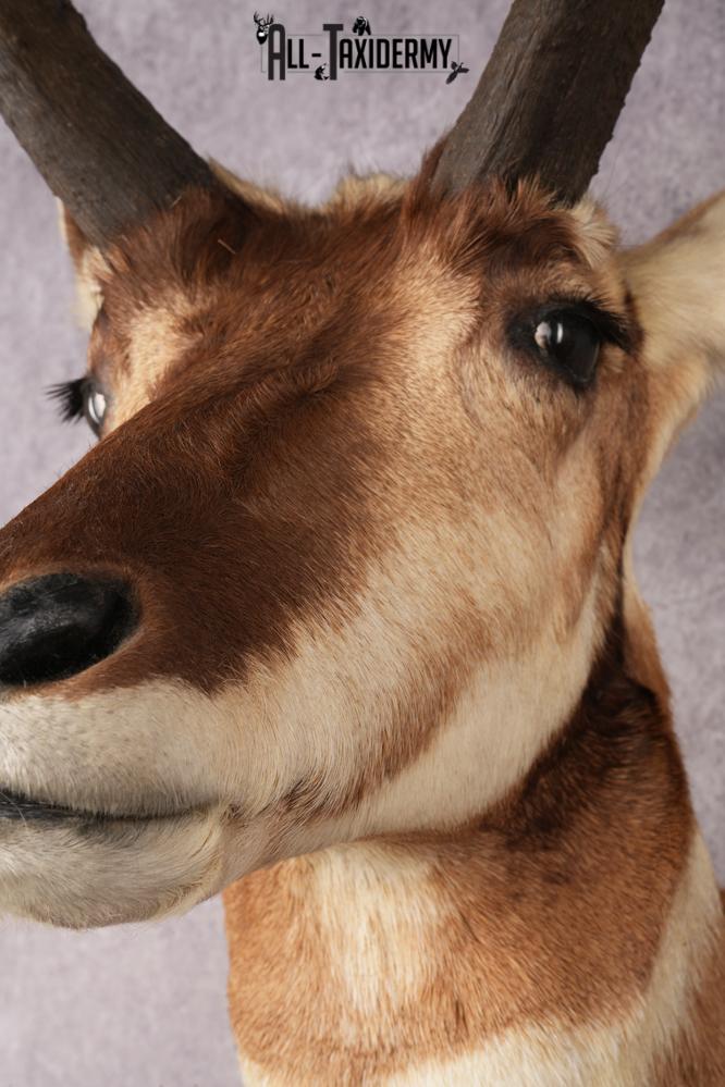 Pronghorn Antelope Shoulder Mount SKU 3183 - Image 2