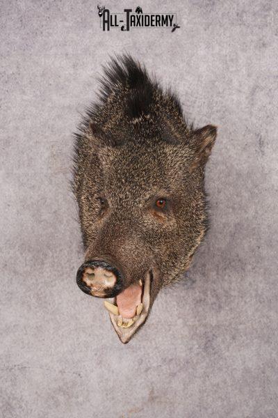 Javelina Shoulder Mount SKU 3187