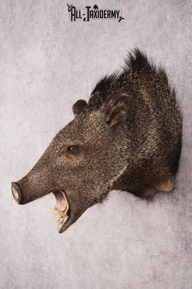 Javelina Shoulder Mount SKU 3187 - Image 8