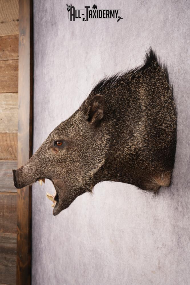 Javelina Shoulder Mount SKU 3187 - Image 7