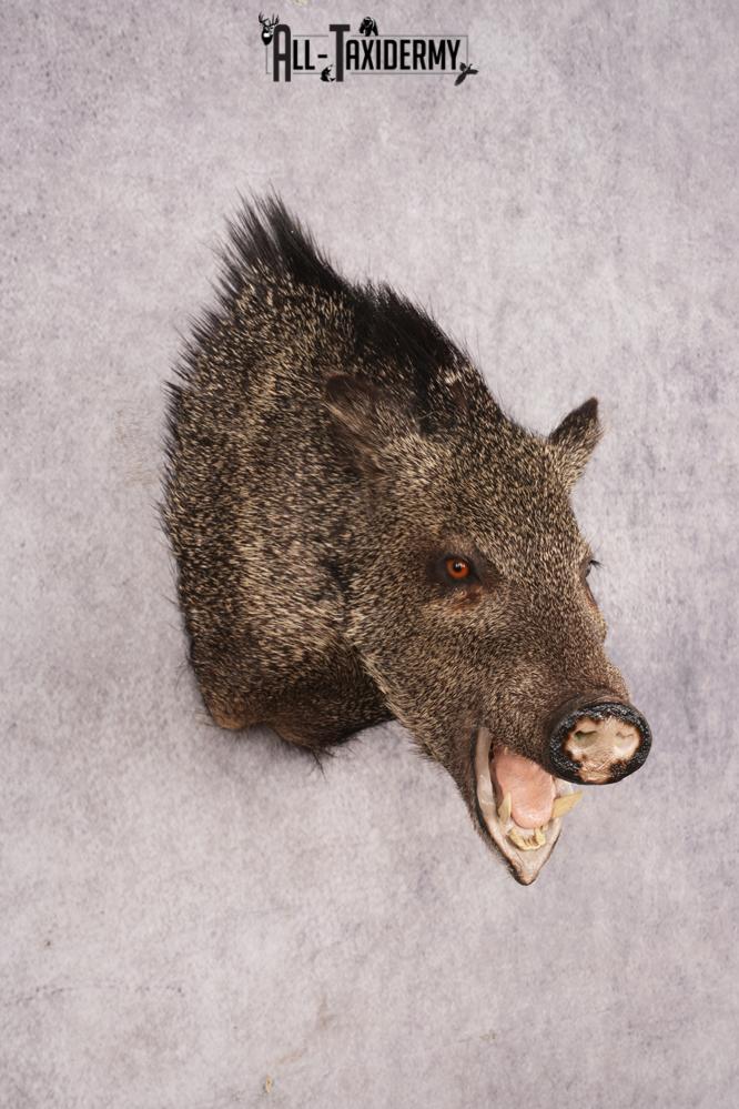 Javelina Shoulder Mount SKU 3187 - Image 6