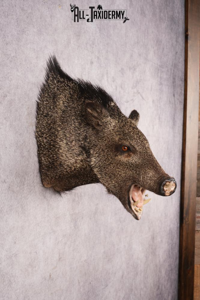 Javelina Shoulder Mount SKU 3187 - Image 5