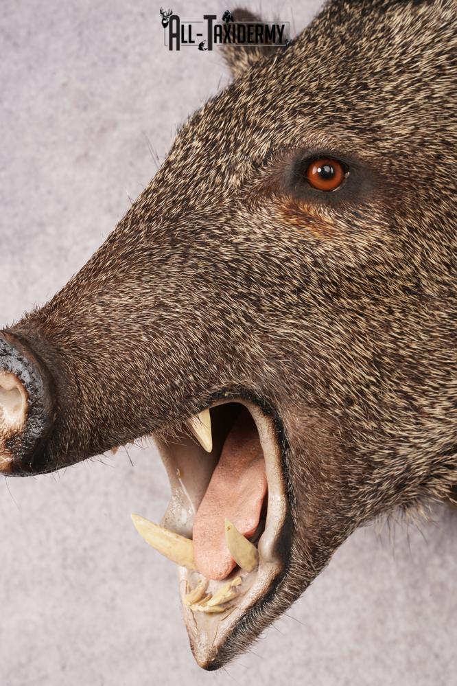 Javelina Shoulder Mount SKU 3187 - Image 2