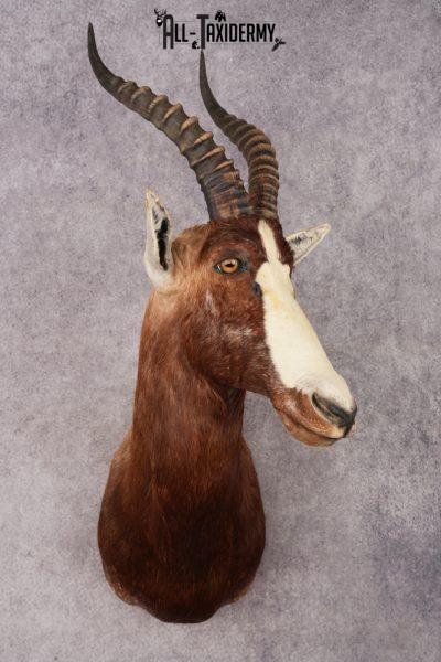 Blesbok