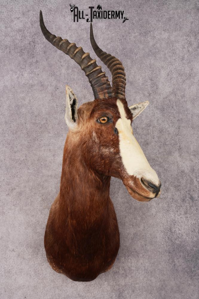 Blesbok