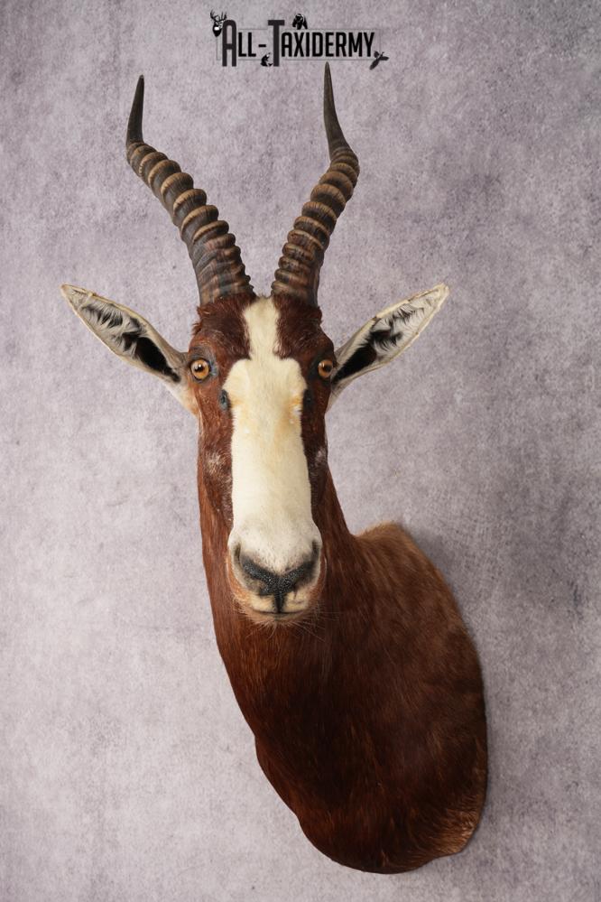 African Blesbok SKU 3185 - Image 8