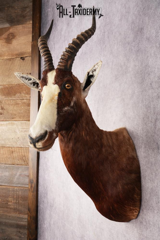 African Blesbok SKU 3185 - Image 7