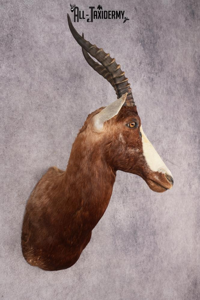 African Blesbok SKU 3185 - Image 6