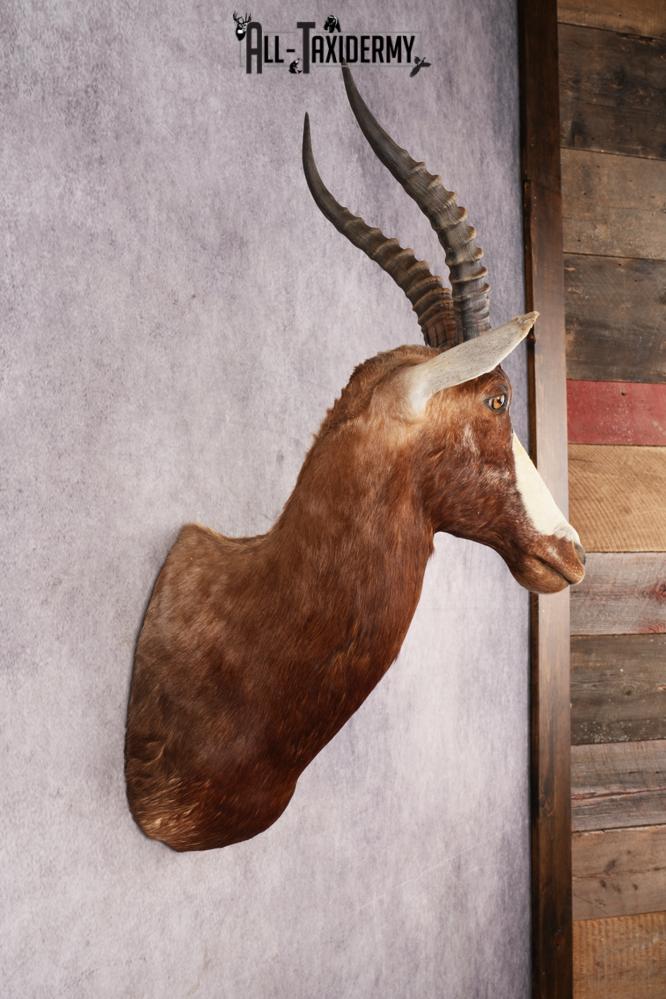 African Blesbok SKU 3185 - Image 5