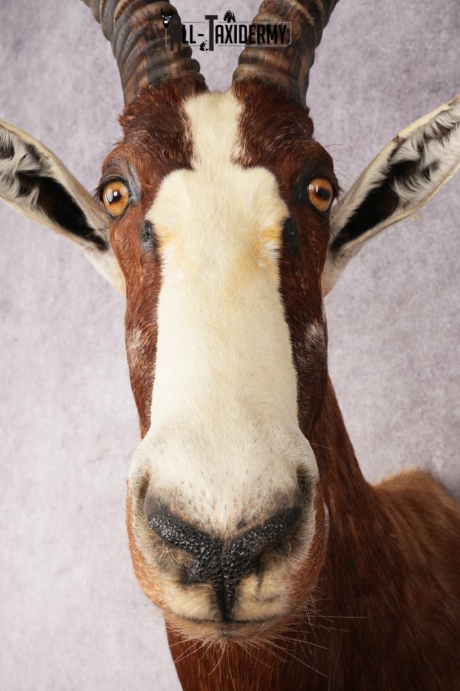 African Blesbok SKU 3185 - Image 4