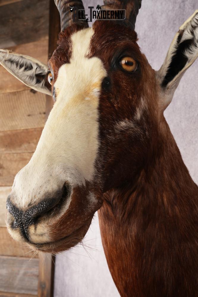 African Blesbok SKU 3185 - Image 3