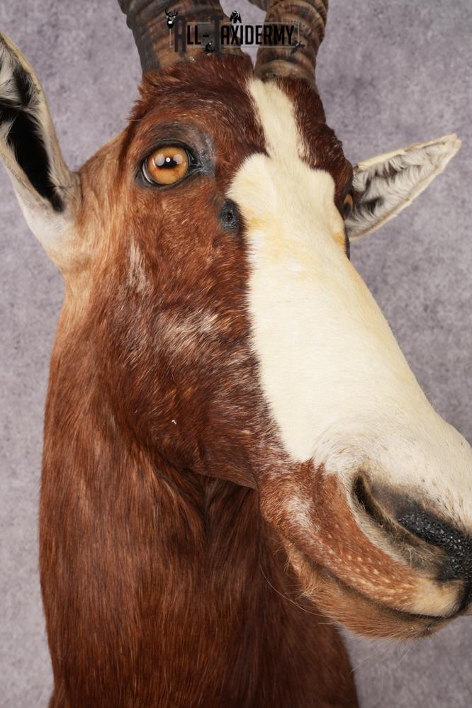 African Blesbok SKU 3185 - Image 2