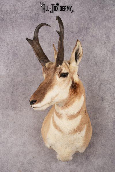 Pronghorn Antelope Shoulder Mount SKU 3180