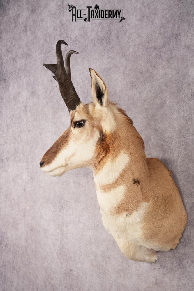 Pronghorn Antelope Shoulder Mount SKU 3180 - Image 8