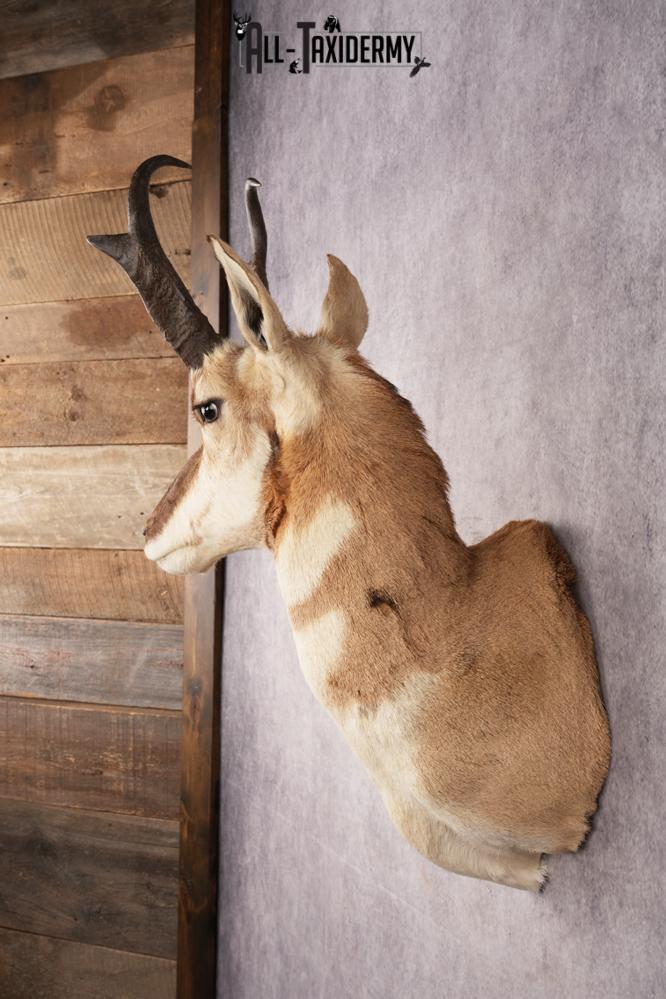 Pronghorn Antelope Shoulder Mount SKU 3180 - Image 7