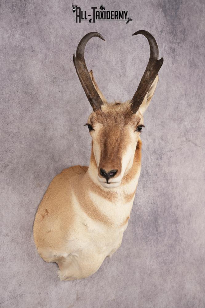 Pronghorn Antelope Shoulder Mount SKU 3180 - Image 6