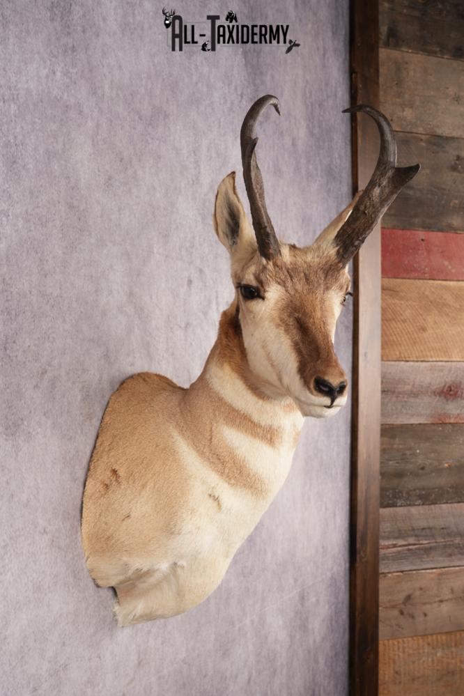 Pronghorn Antelope Shoulder Mount SKU 3180 - Image 5