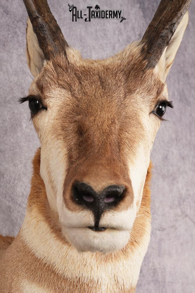 Pronghorn Antelope Shoulder Mount SKU 3180 - Image 4