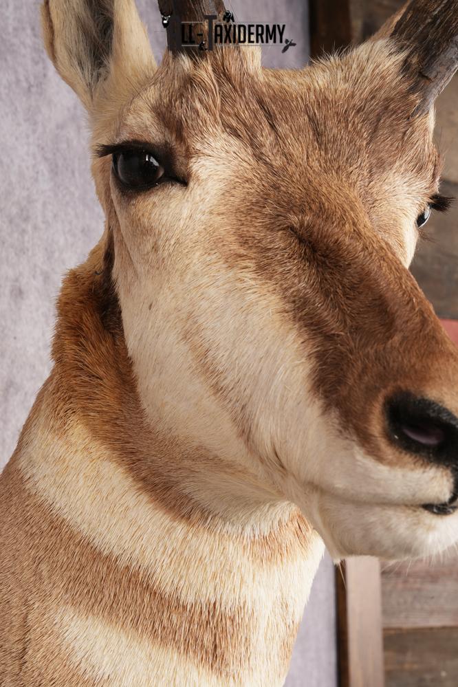 Pronghorn Antelope Shoulder Mount SKU 3180 - Image 3