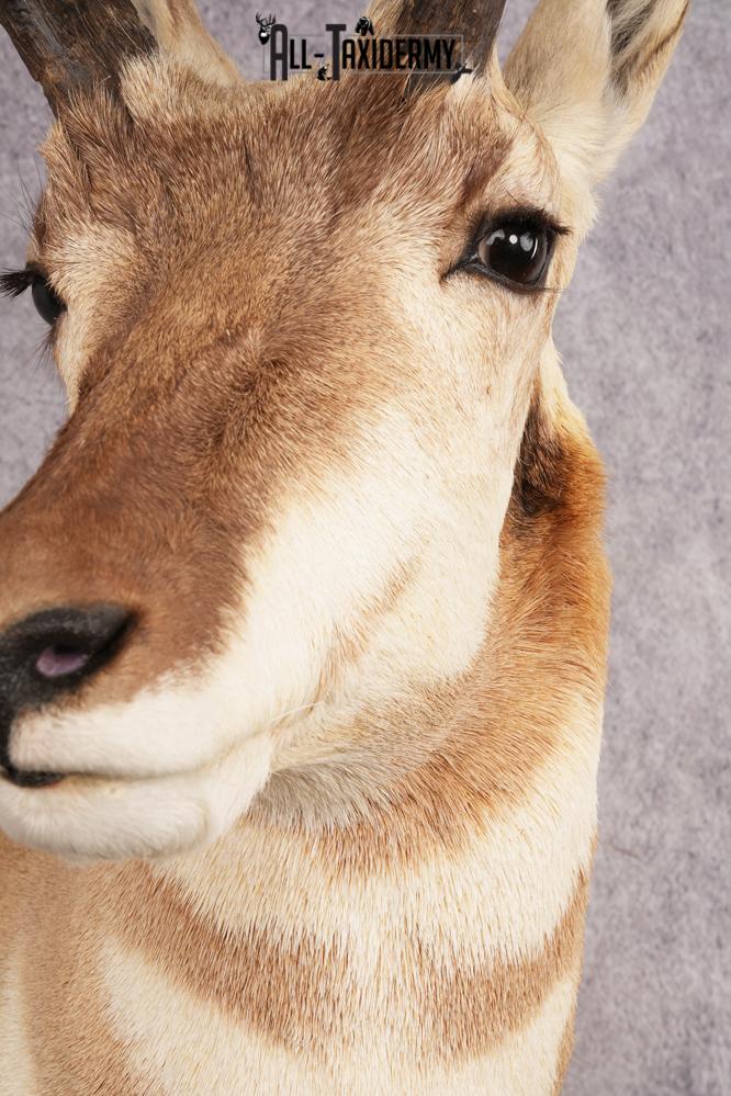 Pronghorn Antelope Shoulder Mount SKU 3180 - Image 2