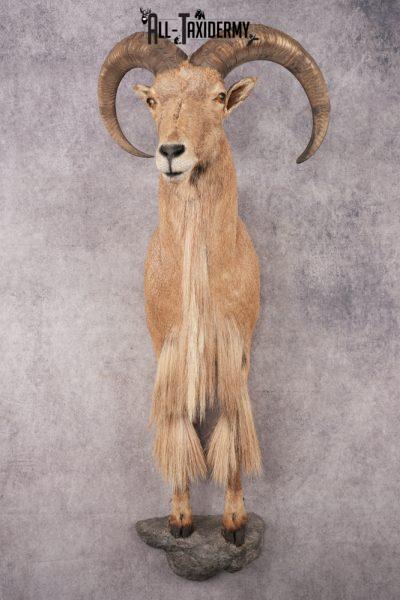 Barbary Aoudad Half Body Mount SKU 3181