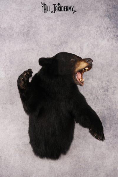 Black Bear Half Body Mount SKU 3178