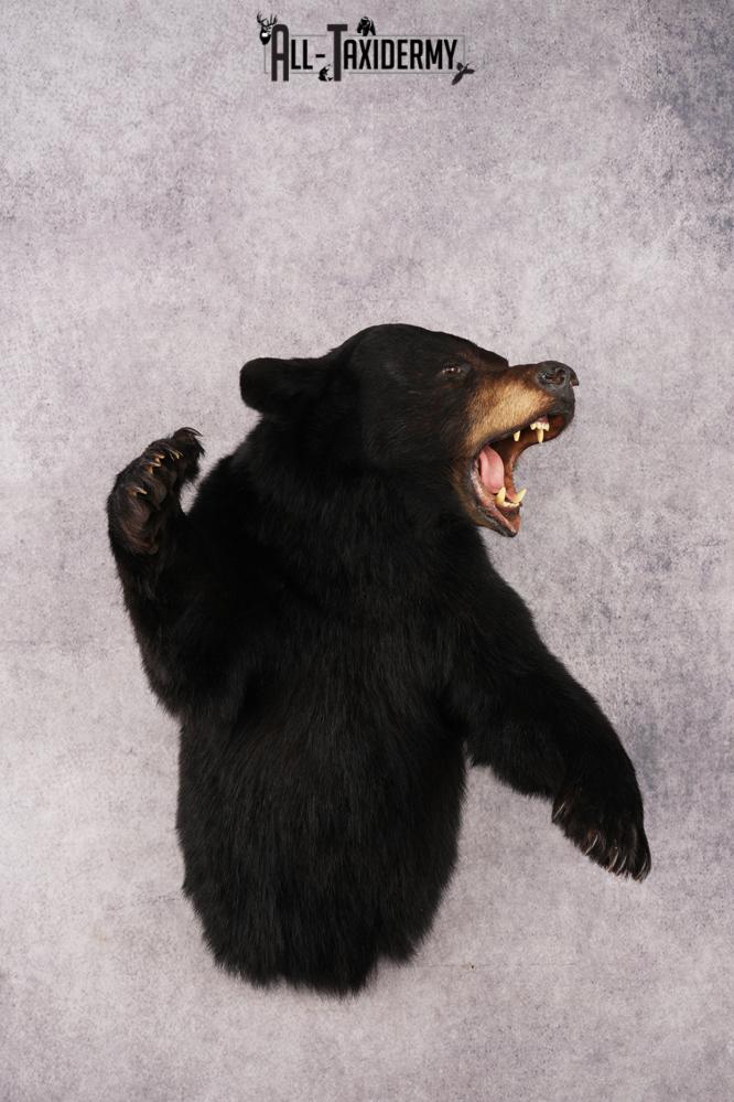 Black Bear Half Body Mount SKU 3178