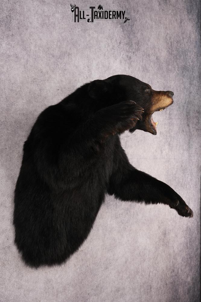 Black Bear Half Body Mount SKU 3178 - Image 8