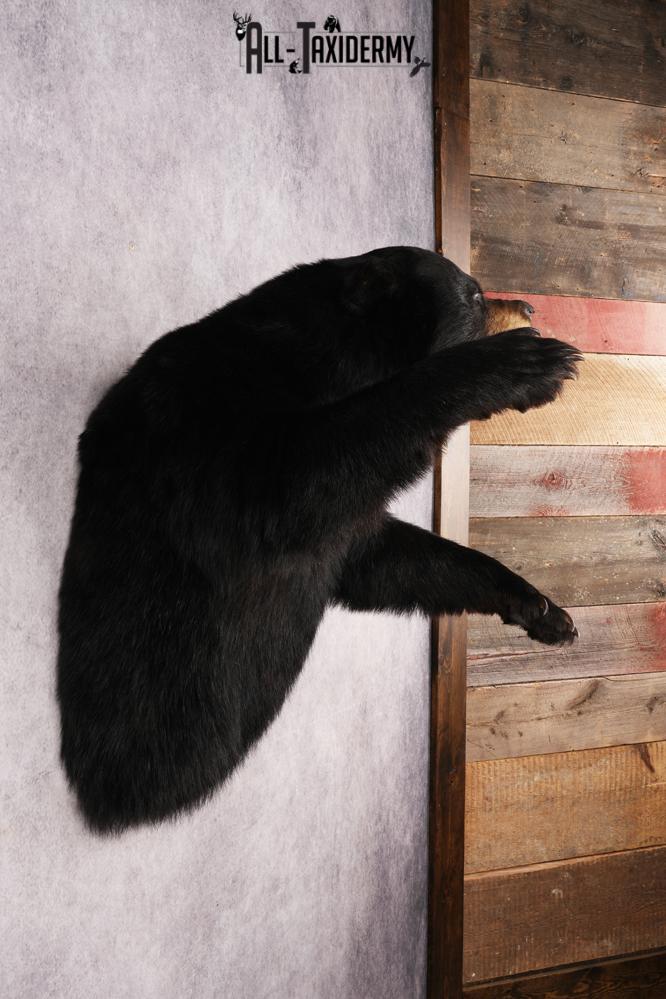 Black Bear Half Body Mount SKU 3178 - Image 7