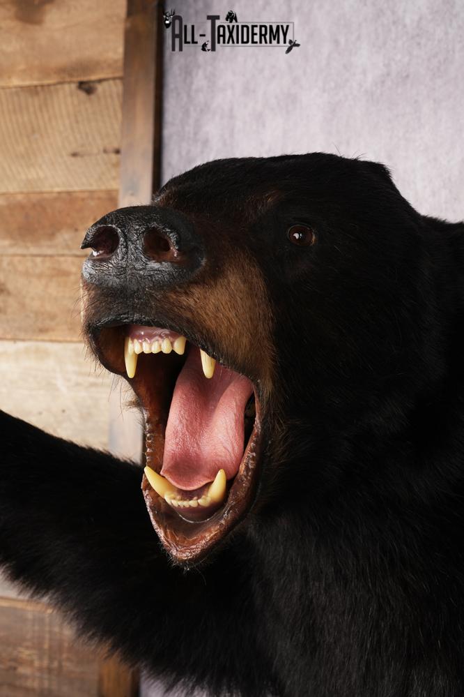 Black Bear Half Body Mount SKU 3178 - Image 5