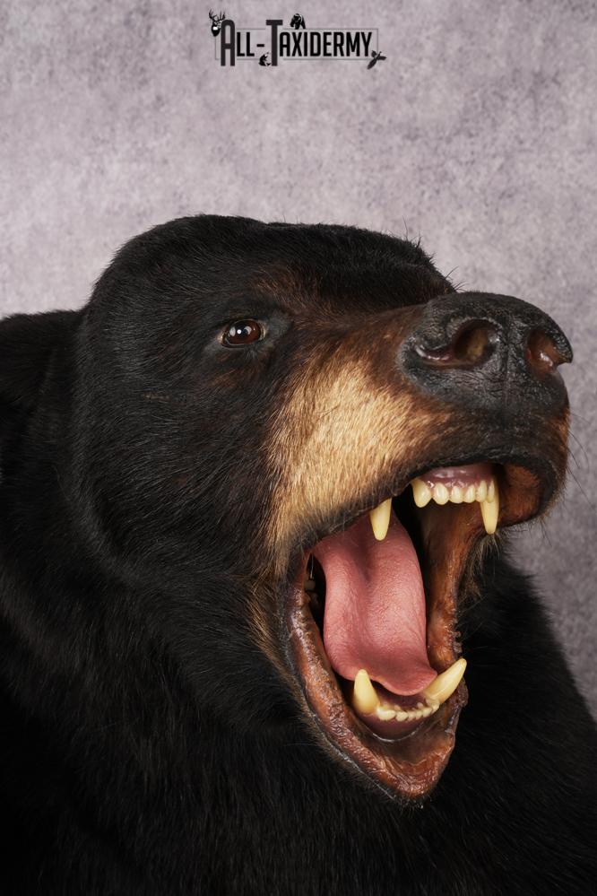 Black Bear Half Body Mount SKU 3178 - Image 4