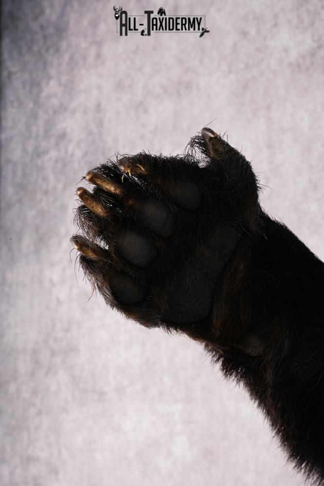 Black Bear Half Body Mount SKU 3178 - Image 2