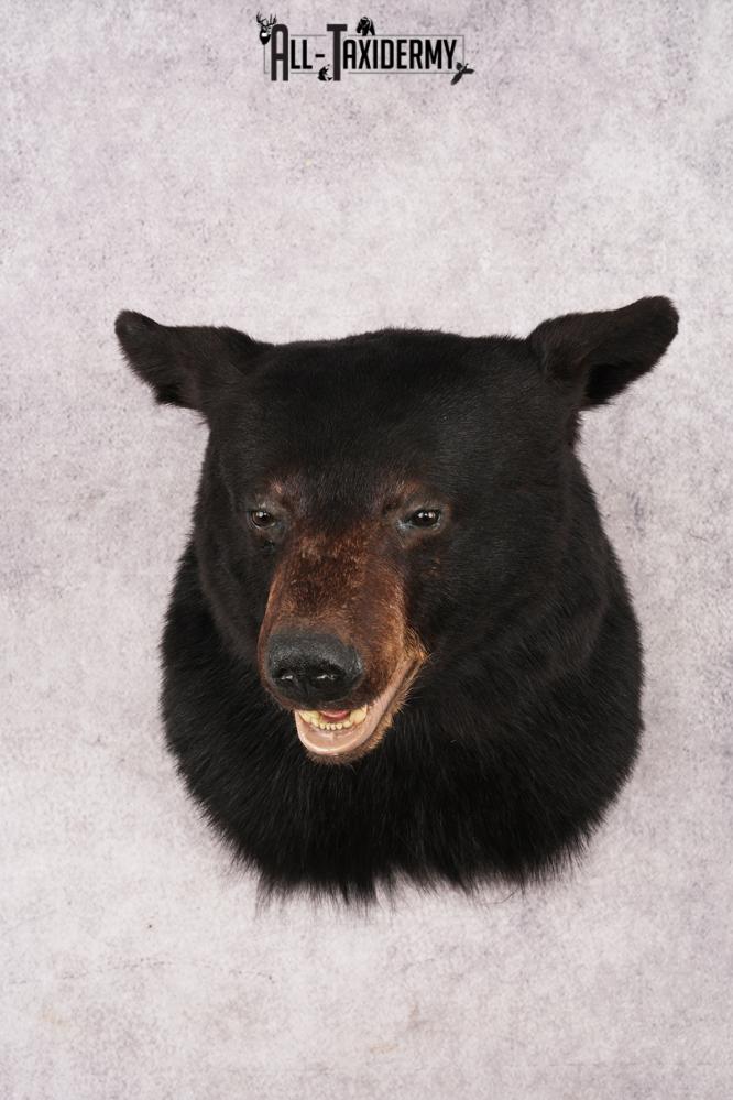 XL Black Bear Shoulder Mount SKU 3182