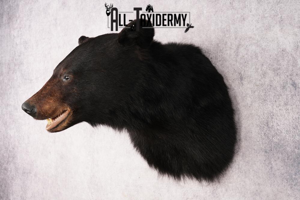 XL Black Bear Shoulder Mount SKU 3182 - Image 8