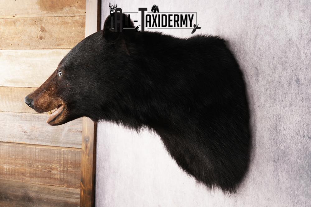 XL Black Bear Shoulder Mount SKU 3182 - Image 7