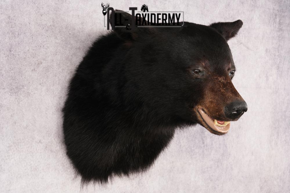 XL Black Bear Shoulder Mount SKU 3182 - Image 6