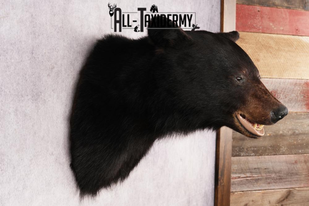 XL Black Bear Shoulder Mount SKU 3182 - Image 5