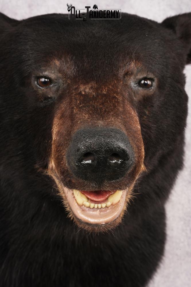 XL Black Bear Shoulder Mount SKU 3182 - Image 4